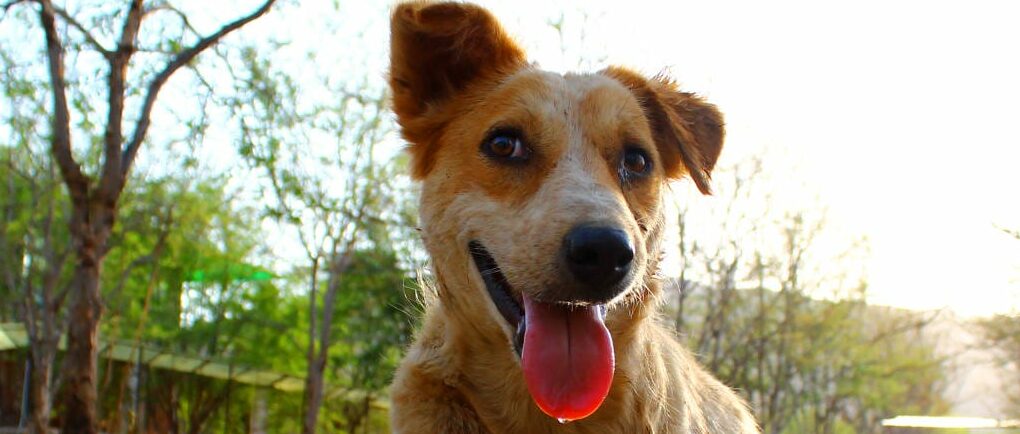 Sokak Köpekleri